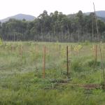 20120104 Fazenda demarcação bracatingas silvicultura estacas.jpg