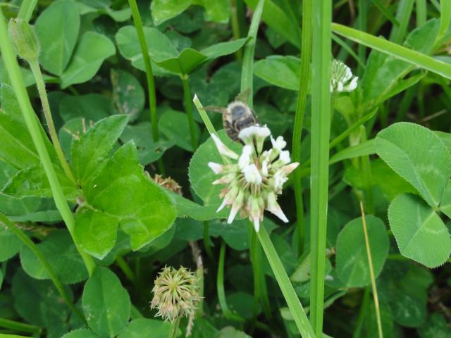 20111219 Fazenda trevo-branco abelha florada apicultura 001.jpg
