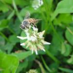 20111219 Fazenda trevo-branco abelha florada apicultura 002.jpg