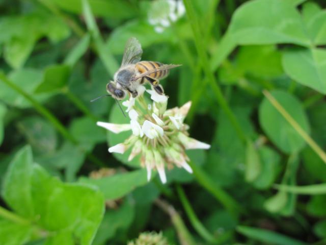 20111219 Fazenda trevo-branco abelha florada apicultura 002.jpg