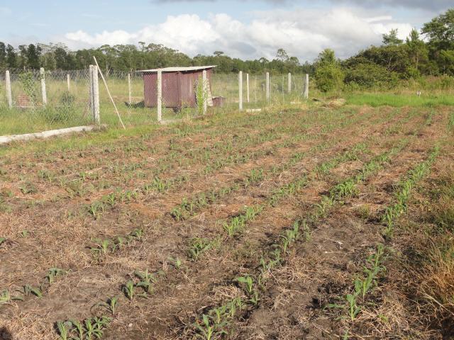 20120109 Fazenda Milhos germinando atrás do galinheiro Lavouras.jpg