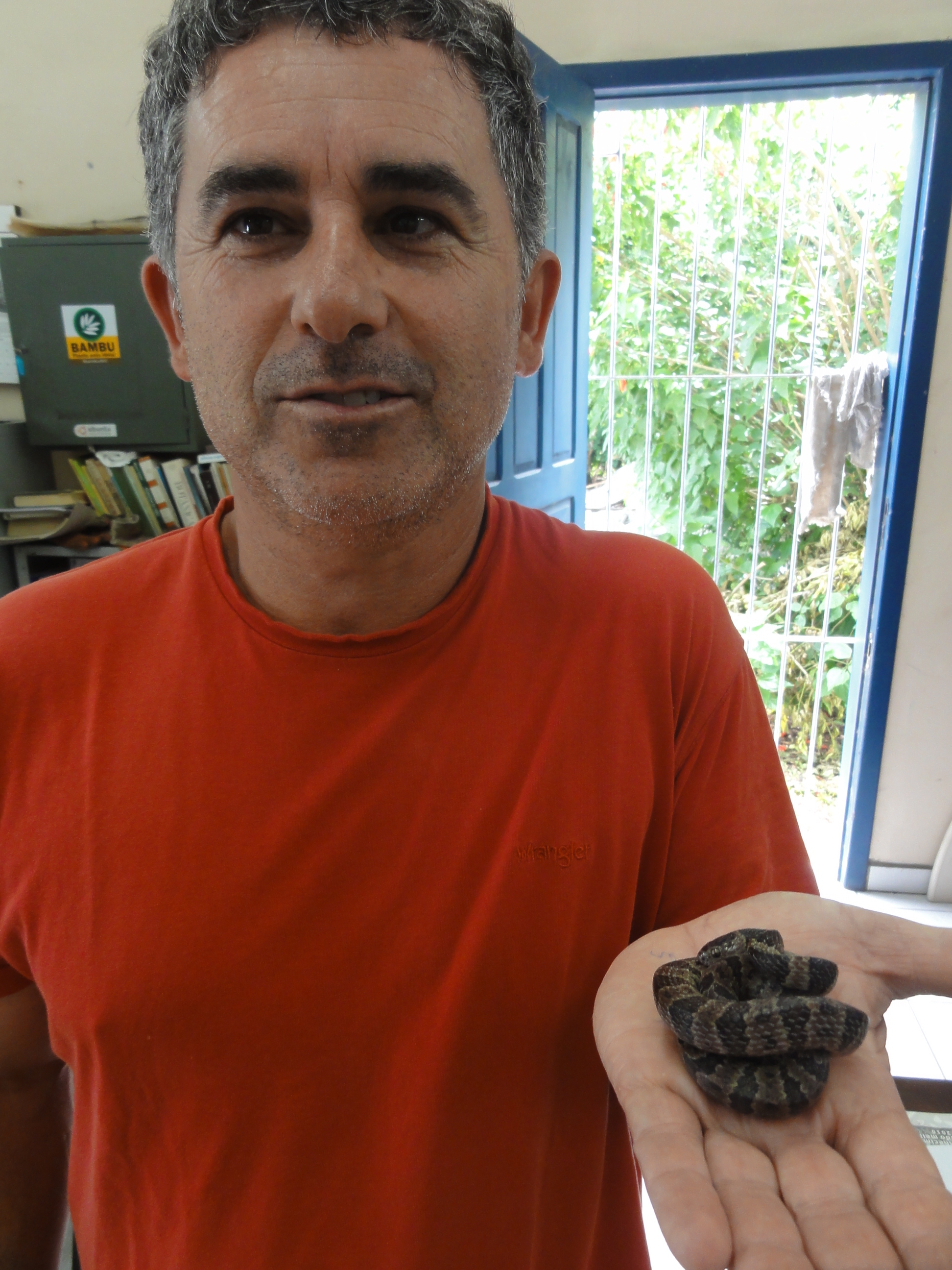 20120110 Fazenda Fauna Herpetofauna Cobra-dormideira 008.jpg