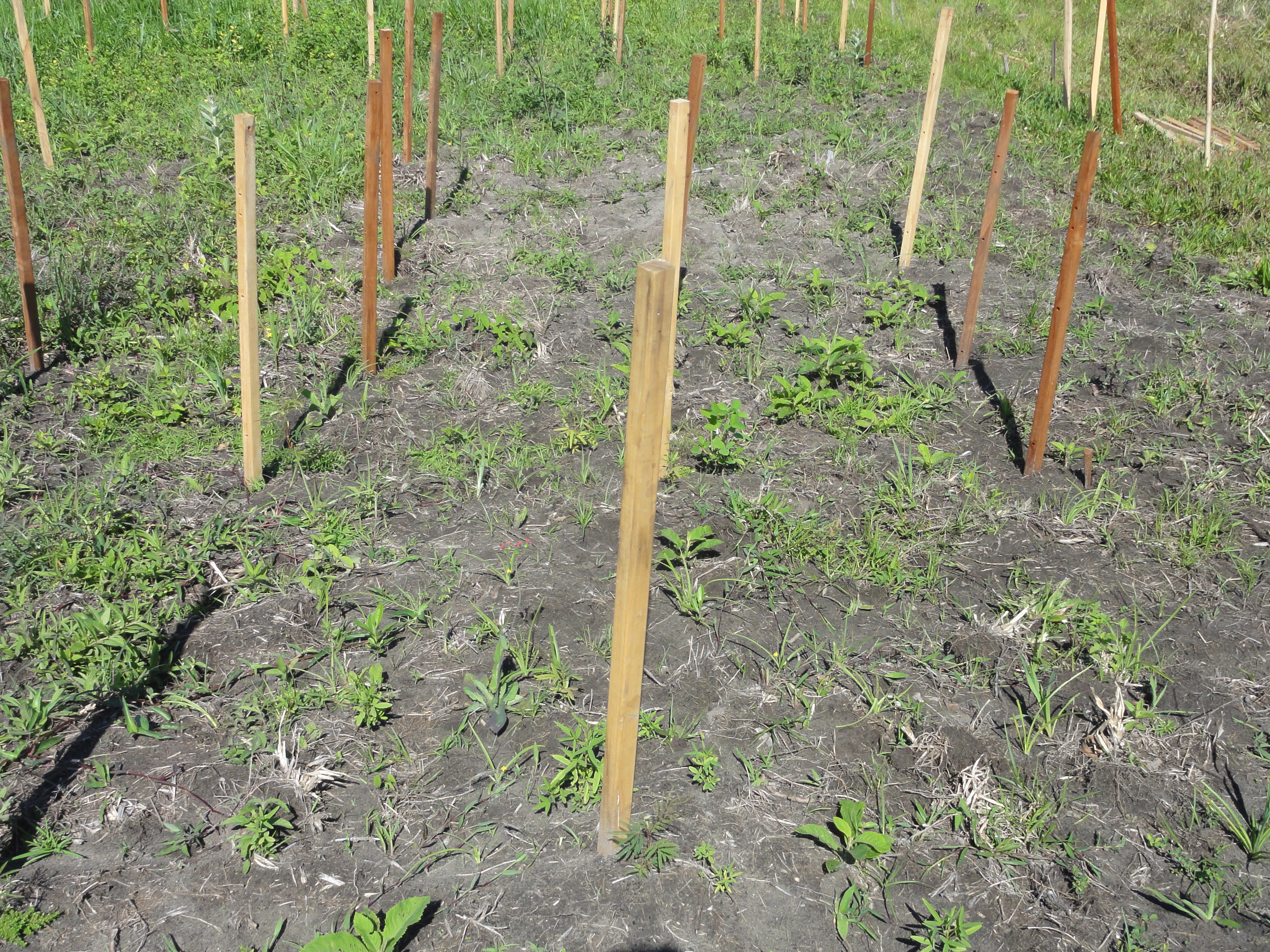 20120113 Fazenda espontâneas bracatingas silvicultultura 008.jpg