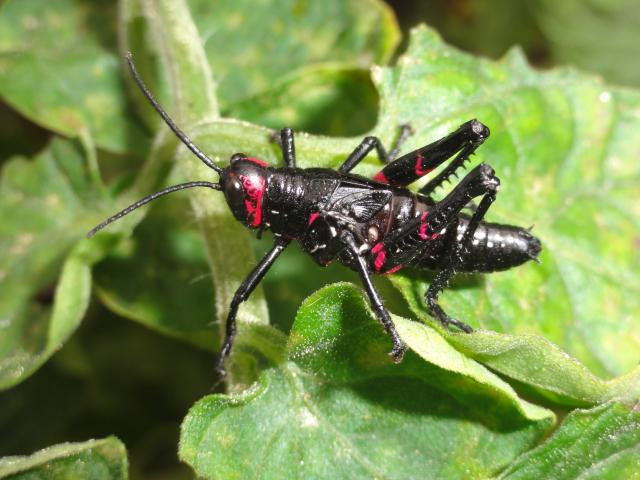 20120113 Fazenda Fauna entomologia inseto tomateiro ninfa 002.jpg