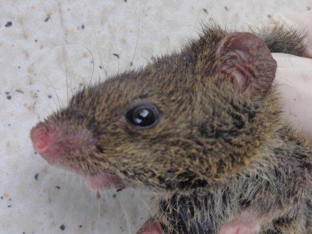 20120118 Fazenda licenciamento mastofauna ratos 005.jpg