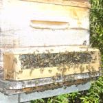 20120119 Fazenda coleta pólen apicultura 001.jpg