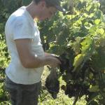 20120120 Fazenda Videira colheita uvas fruticultura 002.jpg