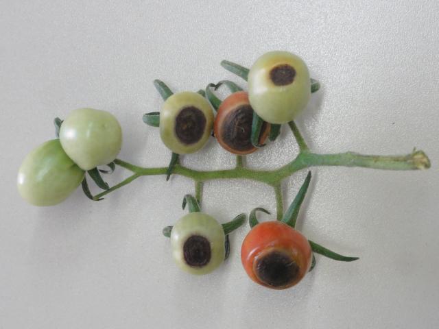 20120124 Fazenda Horta Tomateiros pragas doenças fitopatologia 001.jpg