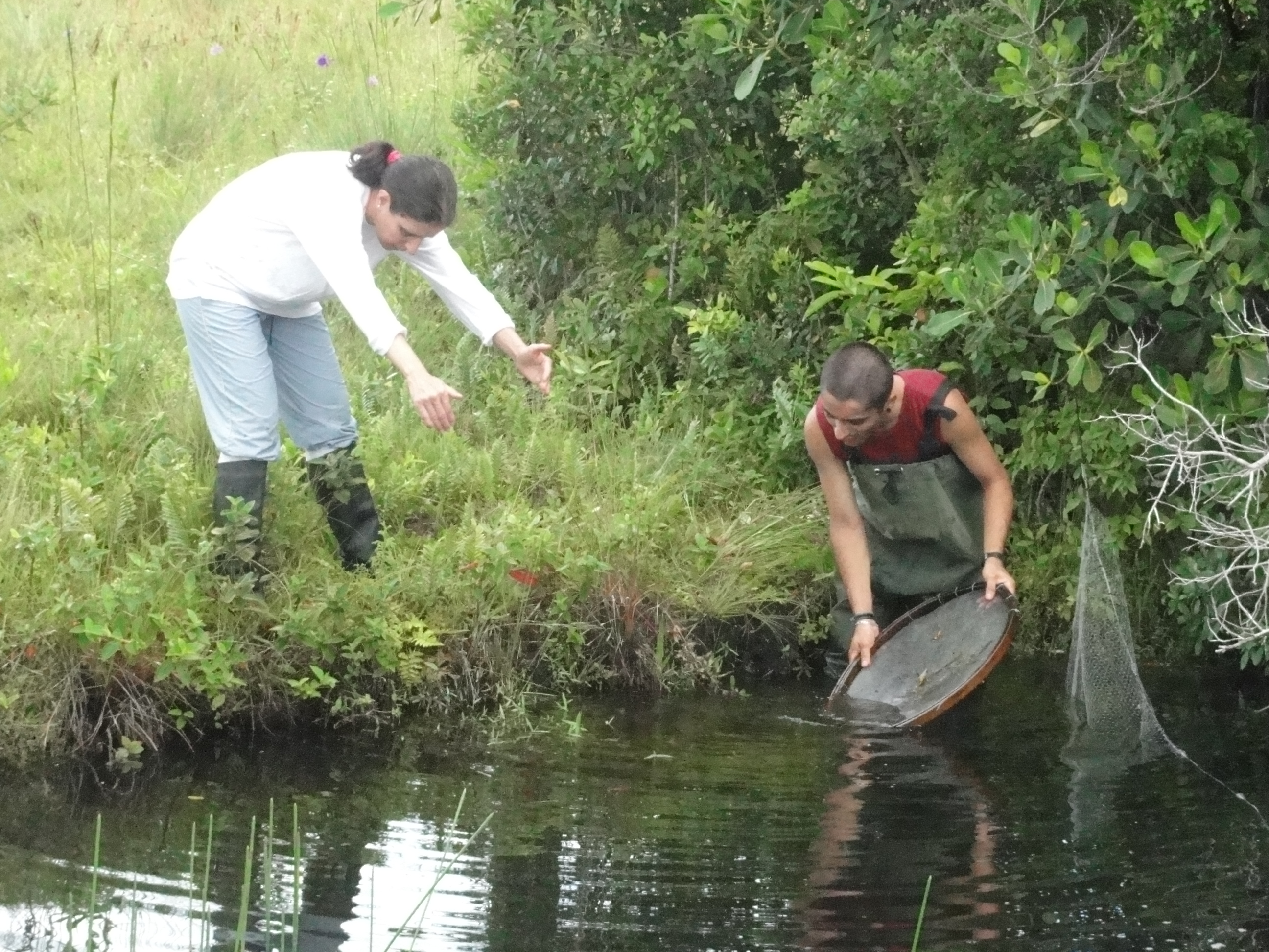 20120125 Fazenda Licenciamento ictiofauna peixes 021.jpg