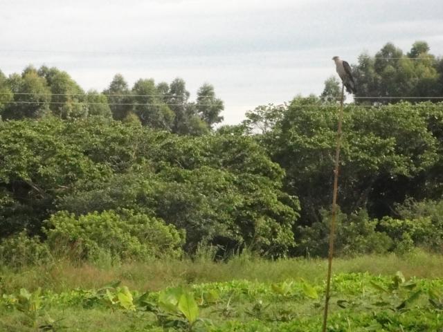 20120125 Fazenda Licenciamento Aves Ornitofauna Bananeiras Bananal.jpg