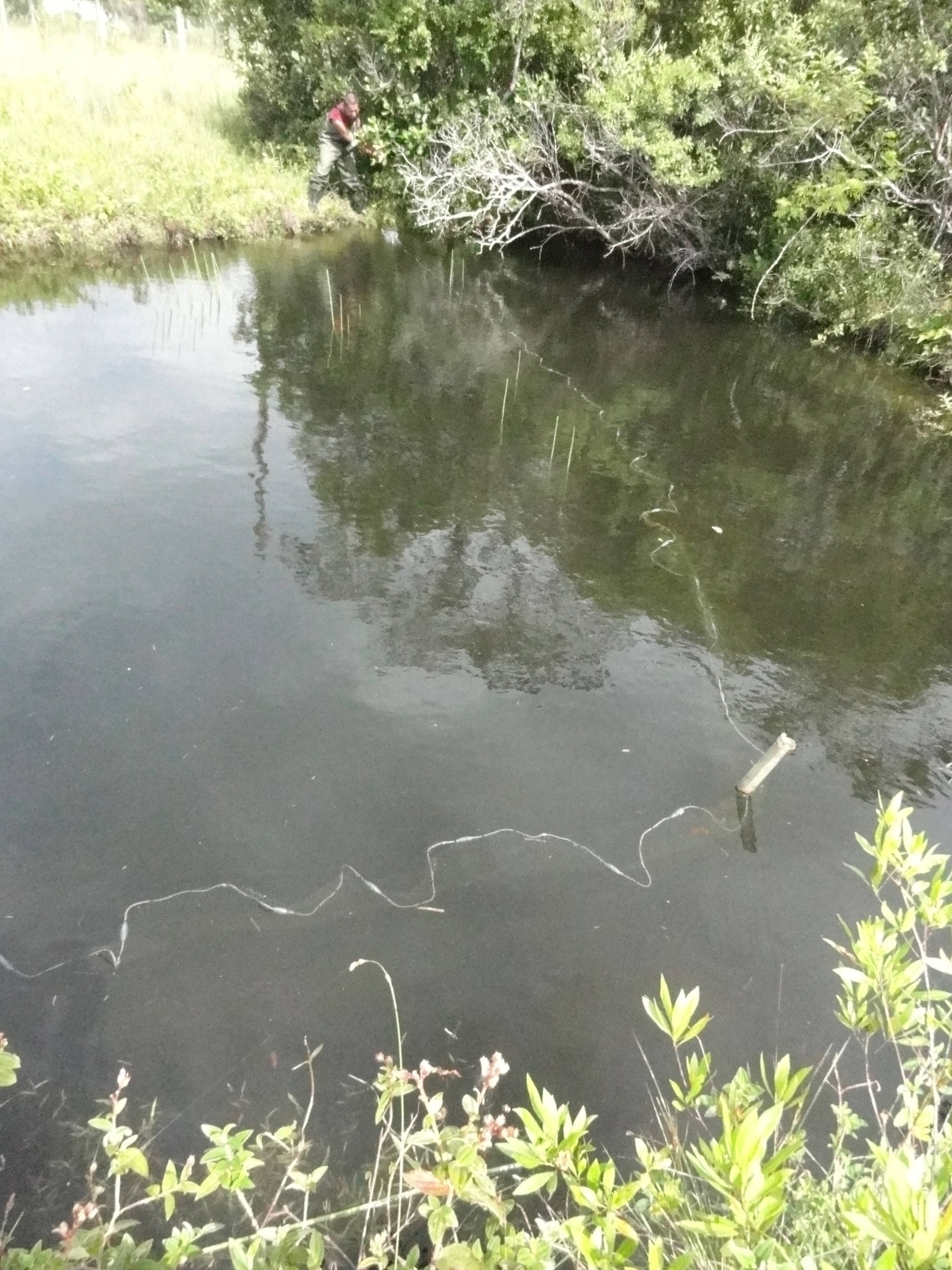 20120126 Fazenda Licenciamento ictiofauna peixes 048.jpg