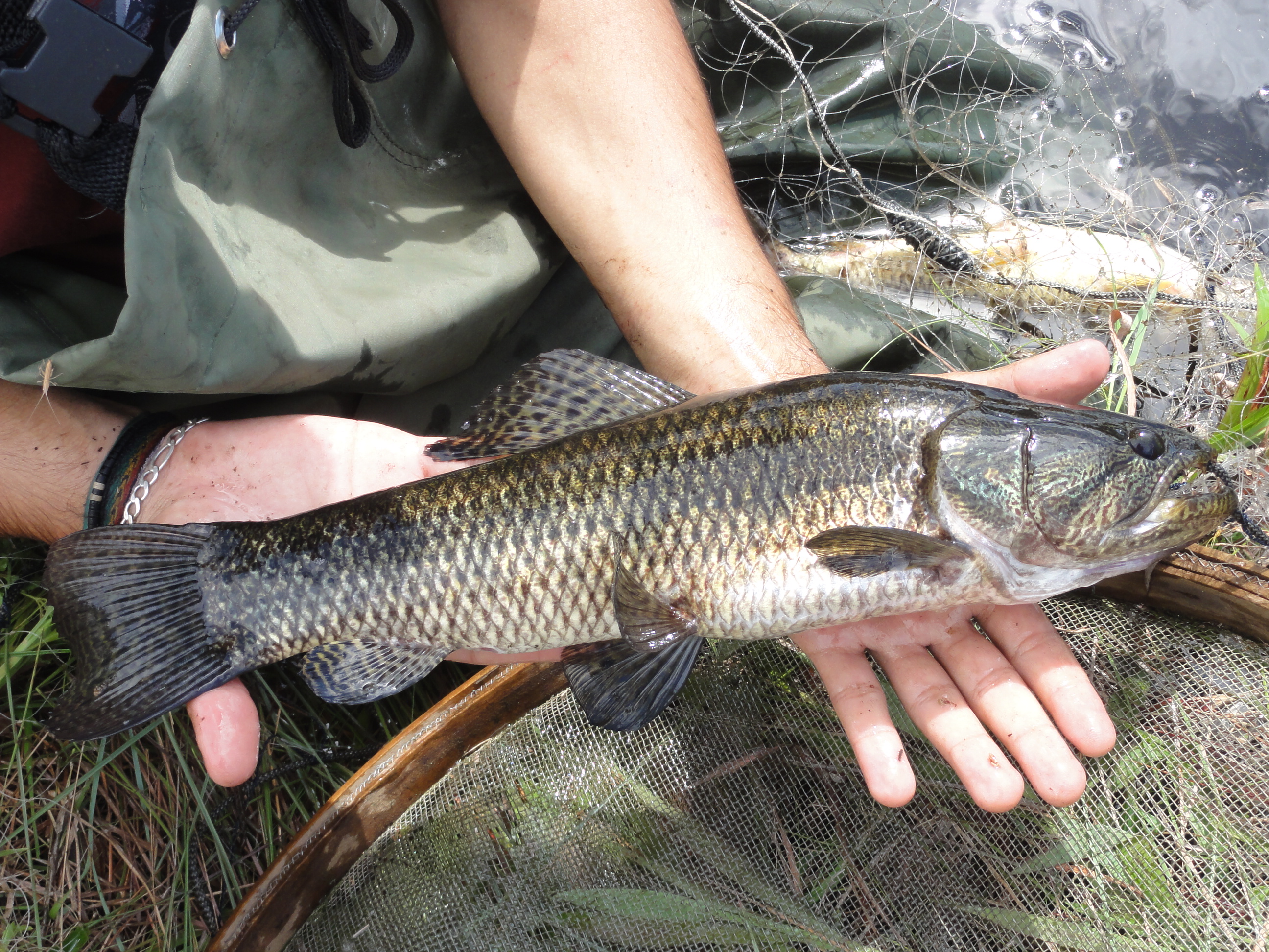 20120126 Fazenda Licenciamento ictiofauna peixes 066.jpg