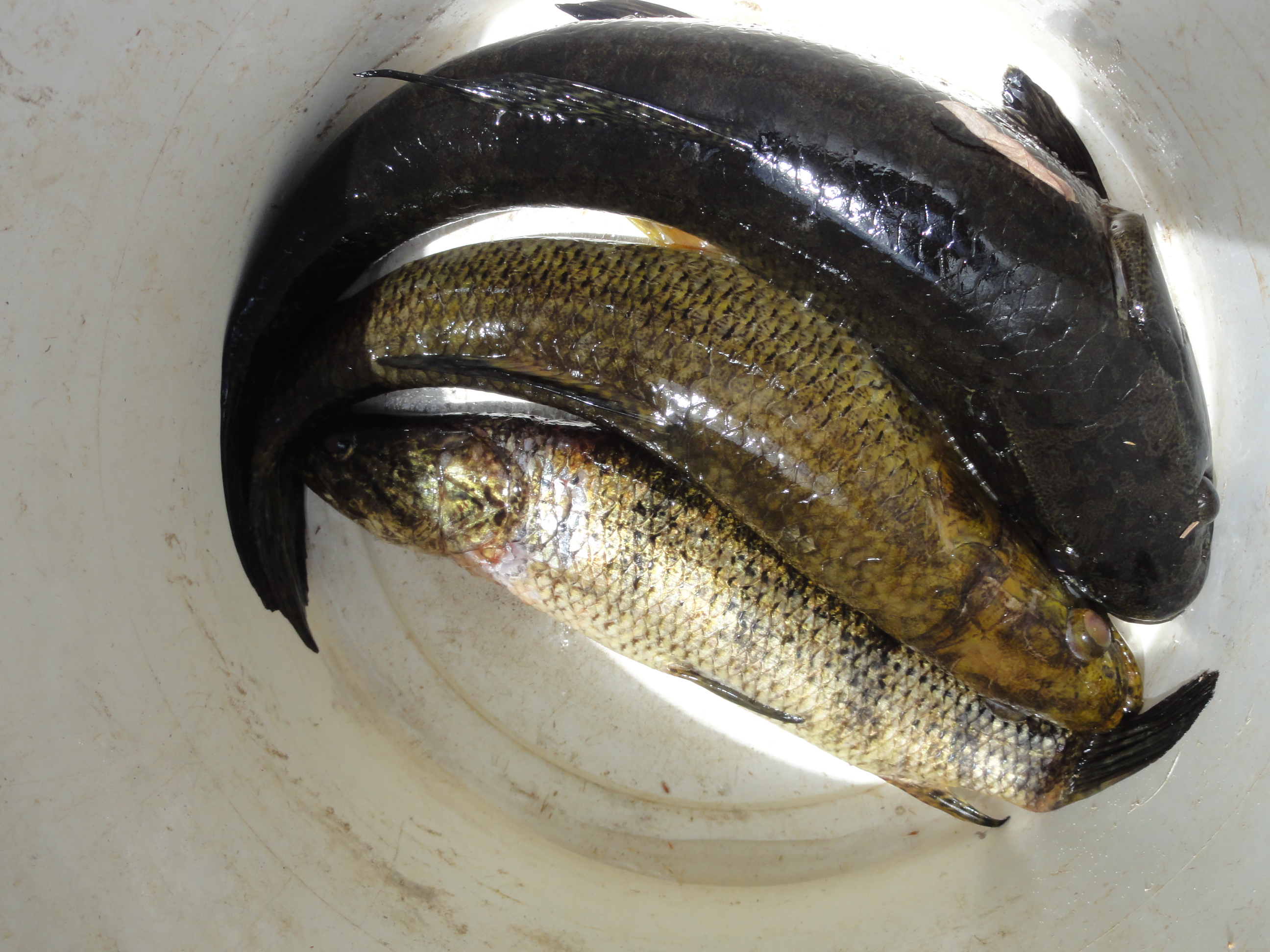 20120126 Fazenda Licenciamento ictiofauna peixes 072.jpg