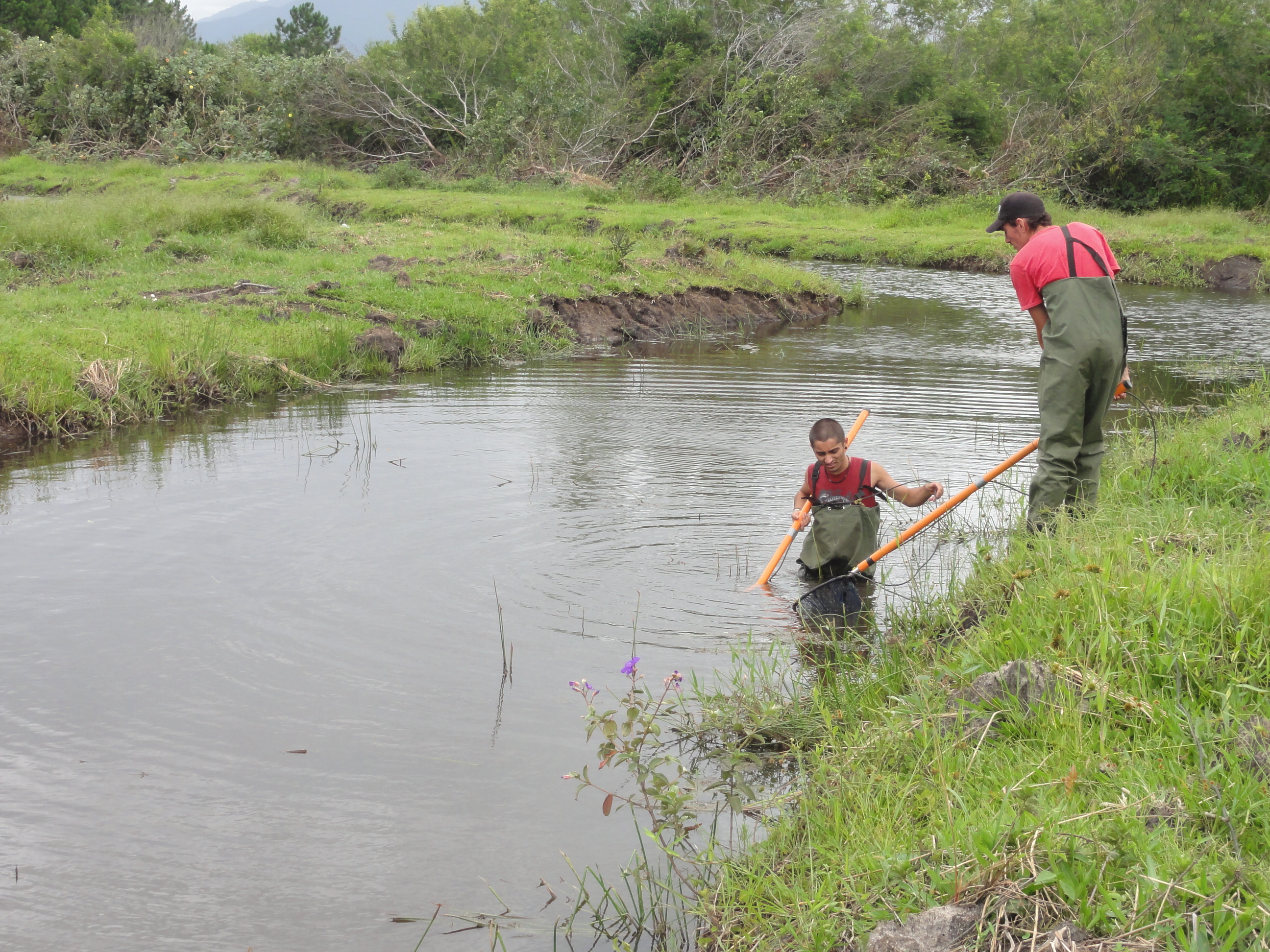 20120126 Fazenda Licenciamento ictiofauna peixes 087.jpg