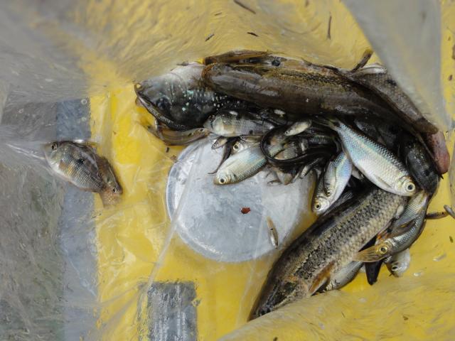 20120126 Fazenda Licenciamento ictiofauna peixes 108.jpg