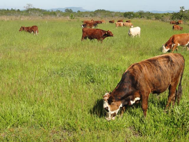20120130 Fazenda pastagem bovinocultura PRV piquete 001.jpg
