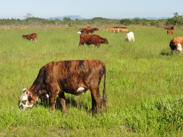 20120130 Fazenda pastagem bovinocultura PRV piquete 002.jpg