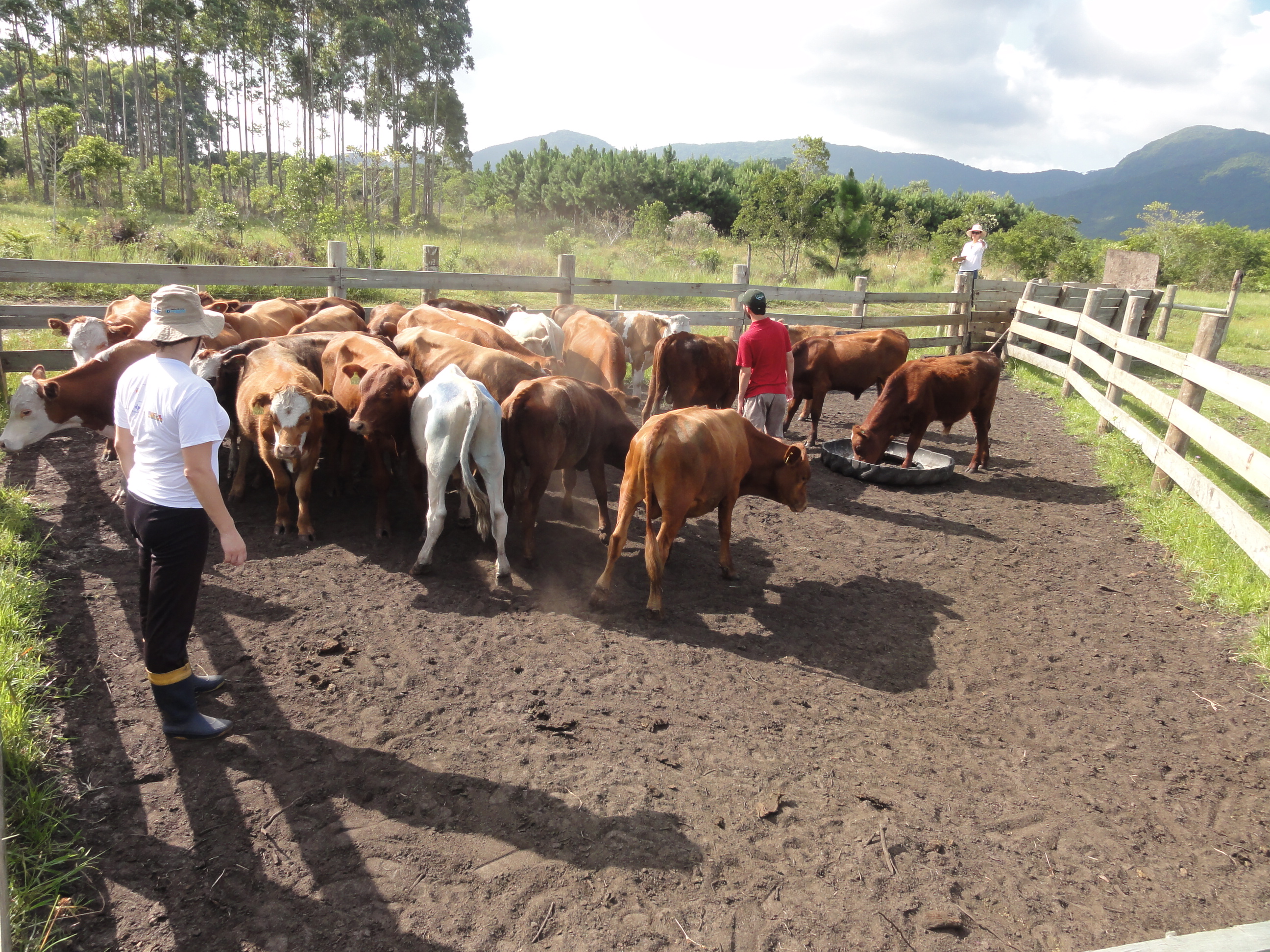20120203 Fazenda Gado bovinocultura Manejo marcação Hizumi 001.jpg