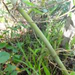 20120213 Fazenda Bambu Dendrocalamus muda silvicultura 001.jpg