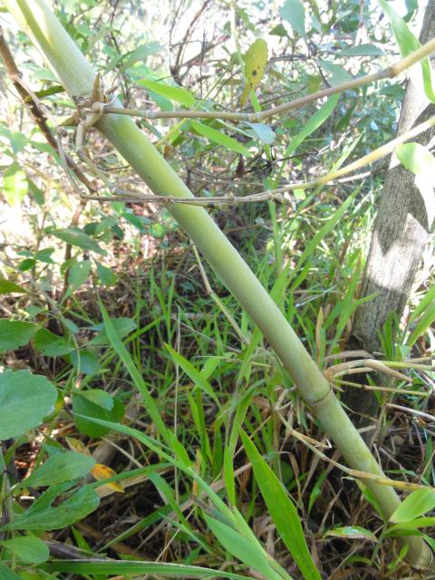 20120213 Fazenda Bambu Dendrocalamus muda silvicultura 001.jpg