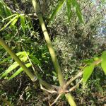 20120213 Fazenda Bambu Dendrocalamus muda silvicultura 002.jpg
