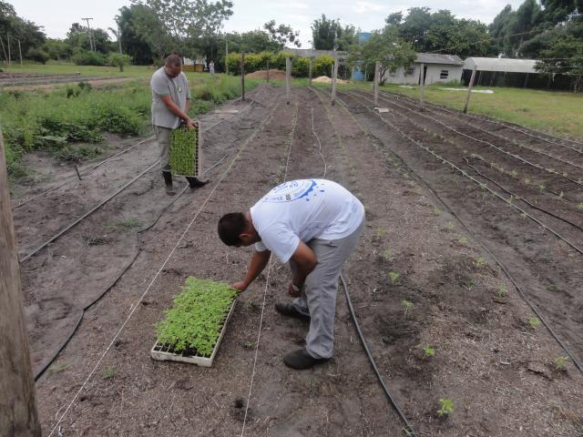 20120222 Fazenda Tomateiros plantio horta experimento fitopatologia 001.jpg