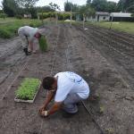 20120222 Fazenda Tomateiros plantio horta experimento fitopatologia 002.jpg
