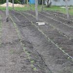 20120222 Fazenda Tomateiros plantio horta experimento fitopatologia 003.jpg
