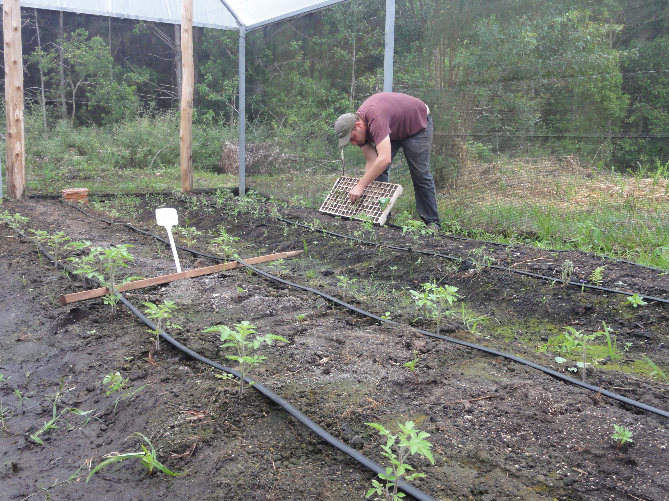 20120223 Fazenda Tomateiros Estufa Plantio Tagetes experimento 001.jpg