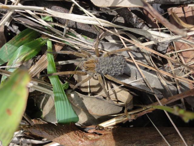 20120229 Fazenda entomologia aranha com filhotes 004.jpg
