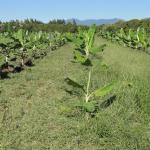 20120305 Fazenda Bananal Alelopatia crotalariaXtagetes-calendula 003.jpg