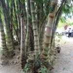 20120319 CCB Bot Bambu Dentrocalamus brotação 001.jpg