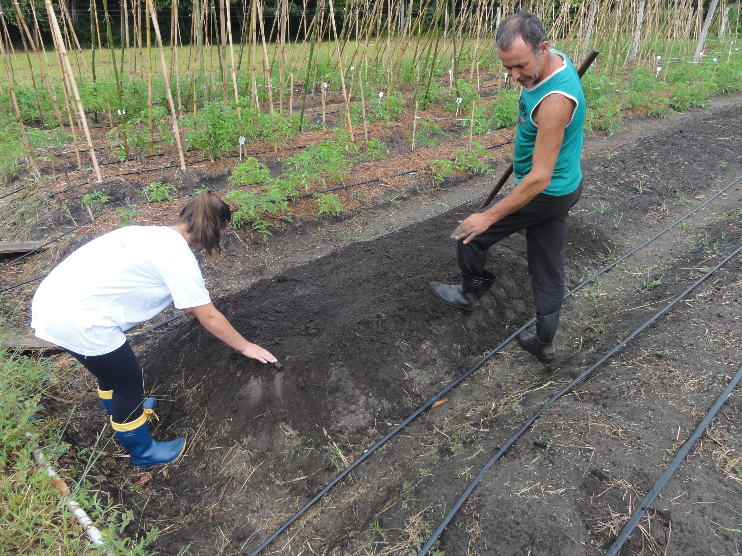 20120327 Fazenda Plantio Beterrabas Experimento fitopatologia 001.jpg