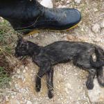 20120327 Fazenda Fauna Gato morto 002.jpg