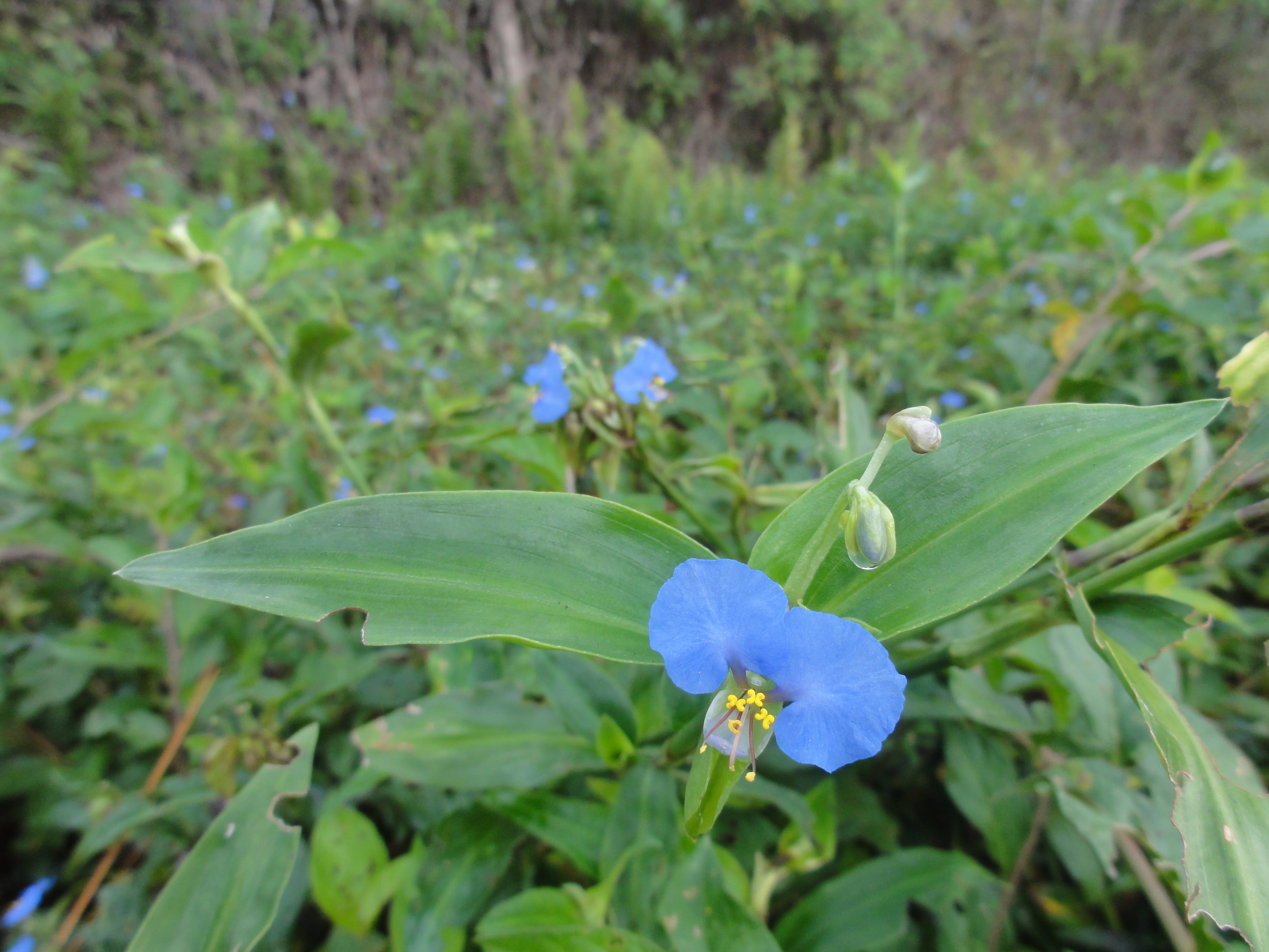 20120327 Fazenda Floradas Flores espontâneas 013.jpg