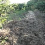 20120330 Fazenda Agrofloresta SAFs Cobertura com palhada 001.jpg