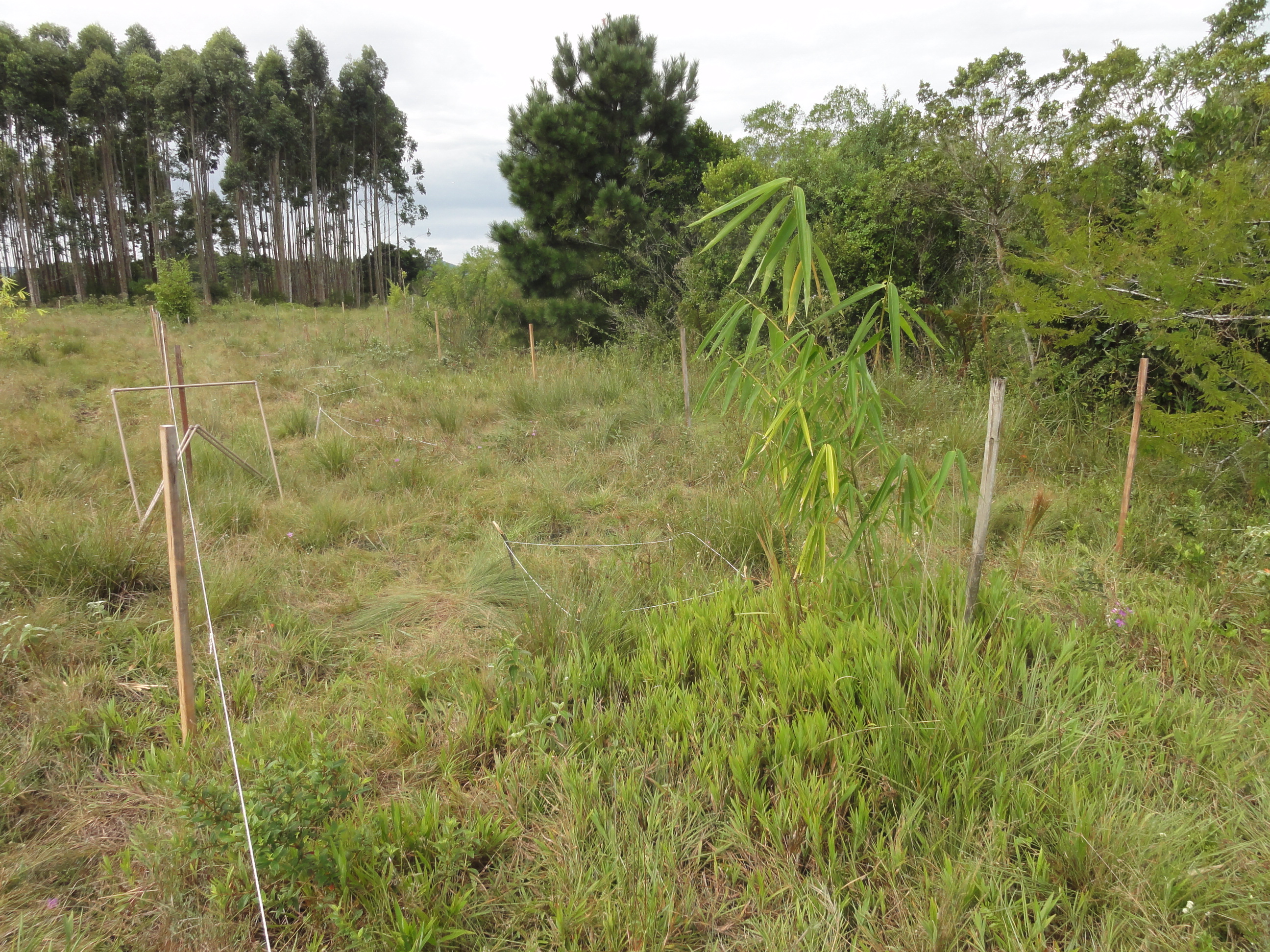 20120409 Fazenda Bambu transferência bambuseto área silvicultura 001 Dendrocalamus asper.jpg
