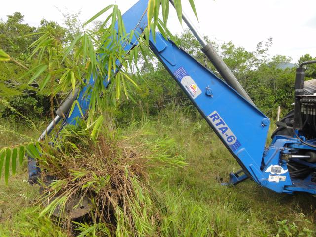 20120409 Fazenda Bambu transferência bambuseto área silvicultura 002 Dendrocalamus asper.jpg