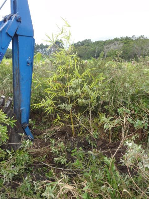 20120409 Fazenda Bambu transferência bambuseto área silvicultura 021 Bambusa vulgaris.jpg