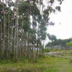 20120409 Fazenda Eucaliptos cortados silvicultura 001.jpg