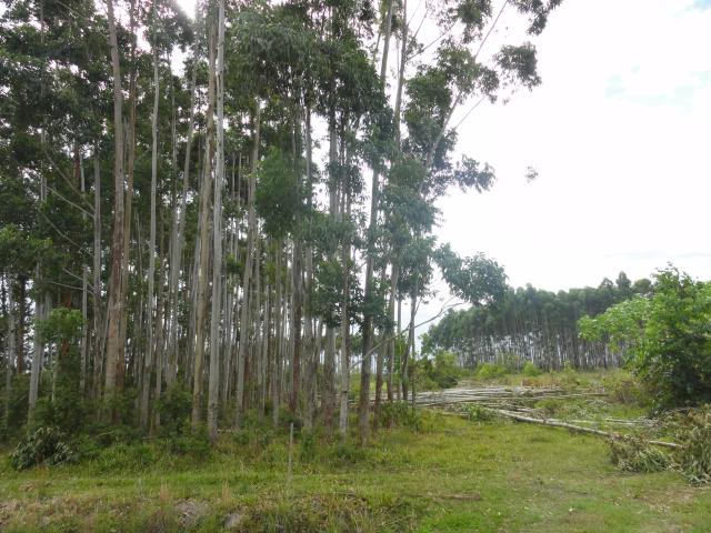 20120409 Fazenda Eucaliptos cortados silvicultura 001.jpg
