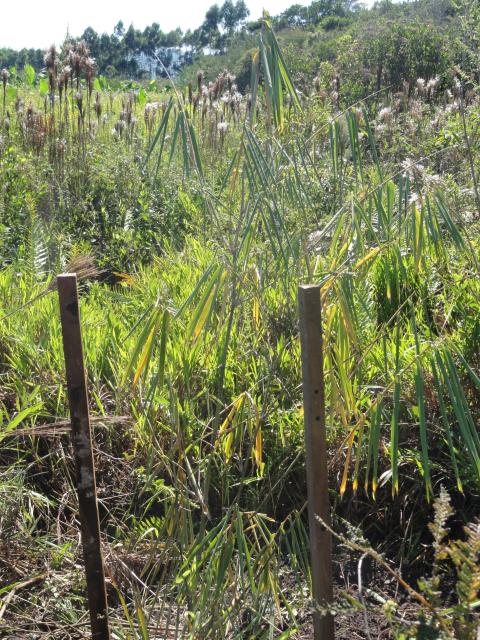 20120412 Fazenda Bambus mudas área Silvicultura 002 Dendrocalamus asper.jpg