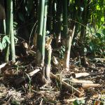 20120507 Fazenda Bambusa tuldoides cortado errado 001.jpg