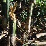 20120507 Fazenda Bambusa tuldoides cortado errado 002.jpg