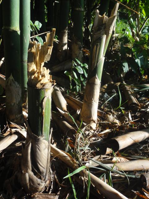 20120507 Fazenda Bambusa tuldoides cortado errado 002.jpg