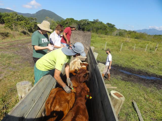 20120521 Fazenda Manejo gado bovinocultura zootecnia 001.jpg
