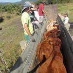 20120521 Fazenda Manejo gado bovinocultura zootecnia 002.jpg