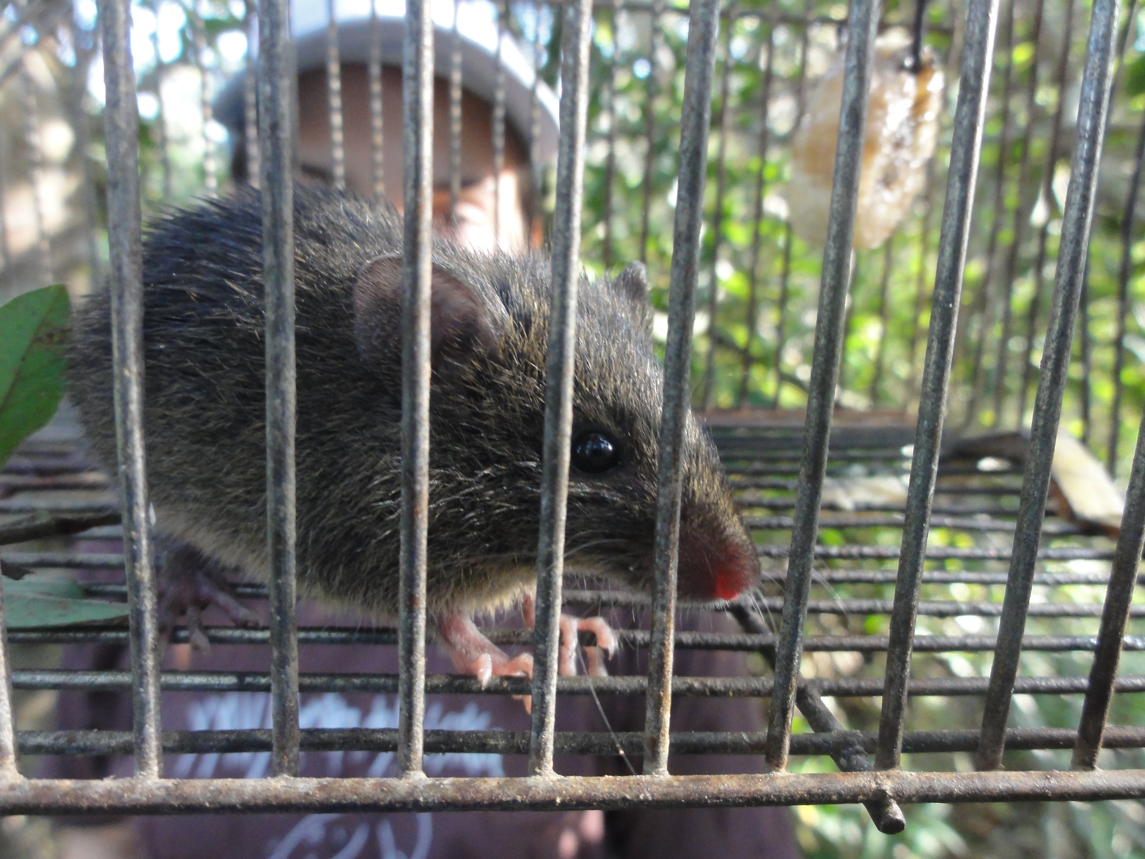 20120523 Fazenda Licenciamento Mastofauna mamíferos 012.jpg