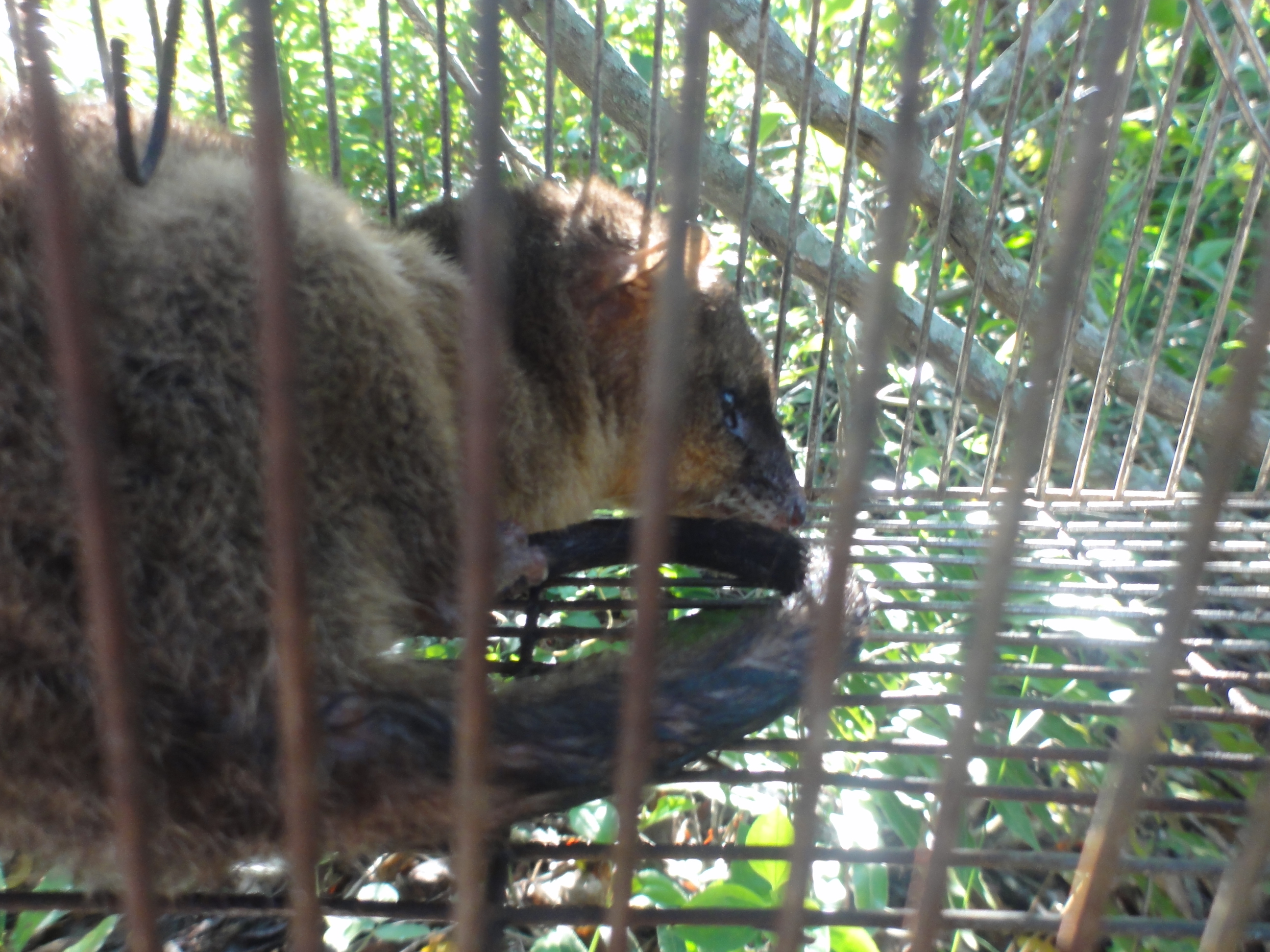 20120526 Fazenda Licenciamento Mastofauna mamíferos 017.jpg