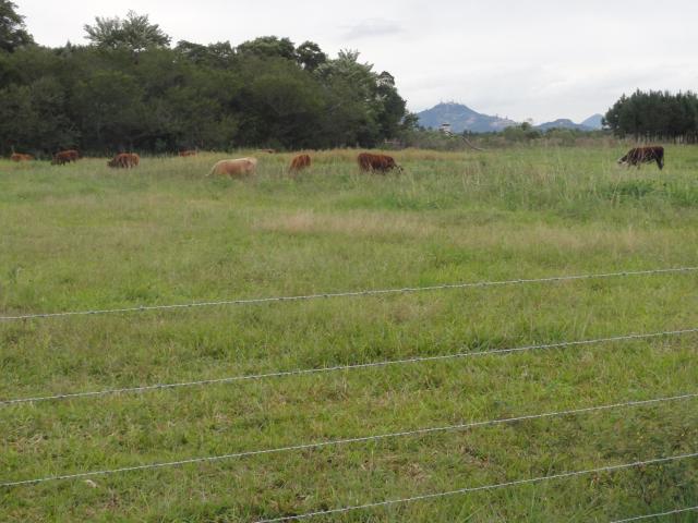 20120530 Fazenda bovinos ingazeiros no futuro siscal 002.jpg